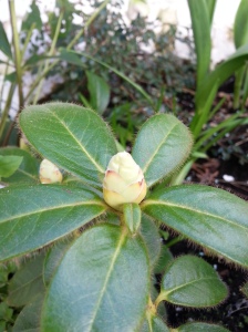 Rhododendron budding