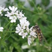 Hover Fly on Coriander Flowers