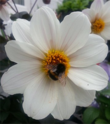 Bumblebee on Dahlia