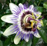 Honey Bee and Passion Flower