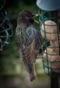 Starling Picture by David Evans
