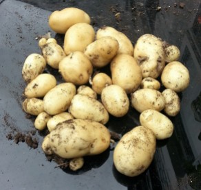 Maris Bard potatoes