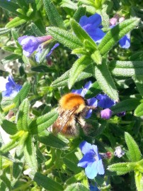 Common Carder Bee on Lithodora Blue