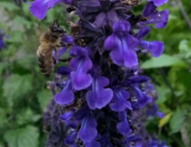 Honey bee on Salvia