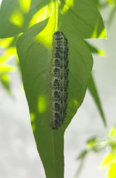 Large white caterpillar