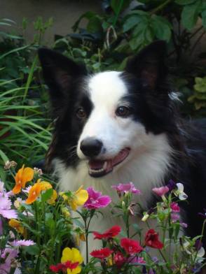 Riley among the flowers