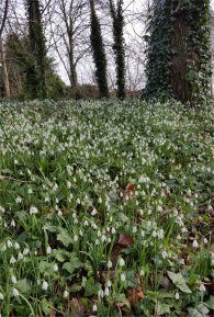 Snowdrops by Otterspool