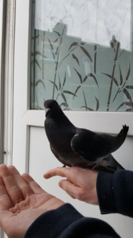 Feeding Hoppy the pigeon