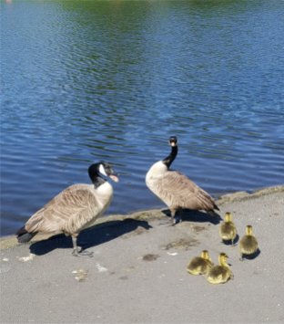 Canadian Geese young
