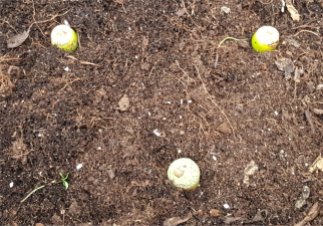Planting acorns
