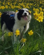 Riley and daffodils