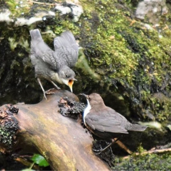Dipper feeding young