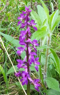 unfocused picture of an early purple orchid (sorry)