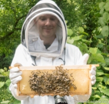 David and honey bees