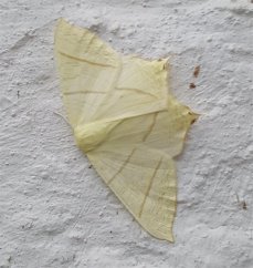 Swallow Tailed Moth