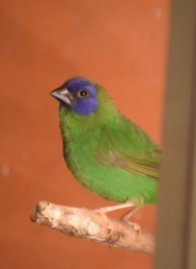 Forrest - blue-faced parrot finch