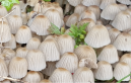 Pleated Inkcap Mushrooms