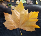 Sycamore Leaf
