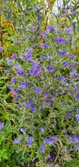 Vipers-bugloss